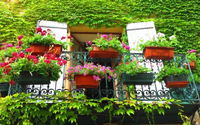 Cvijeće za balkon za sva godišnja doba