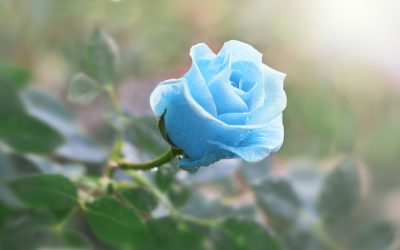 Plave ruže